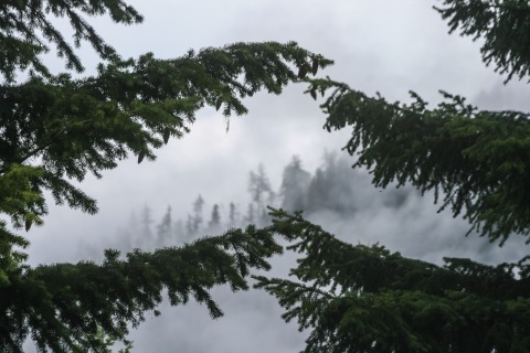 We ascended the road to Hurricane Ridge in a cloud.