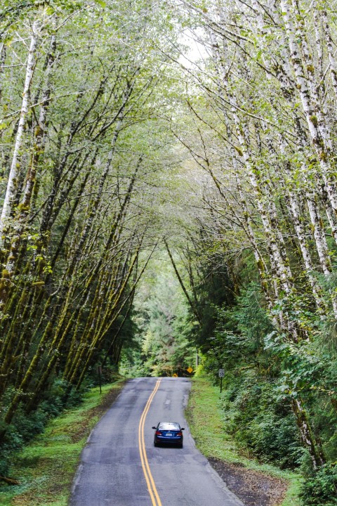 Driving into the Hoh Rain Forest, Olympic National Park