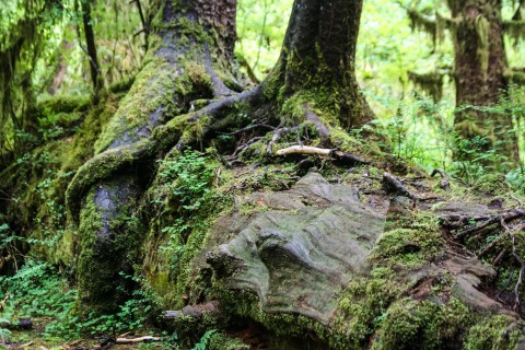 Nurse log, a fallen tree that nourishes new, young trees